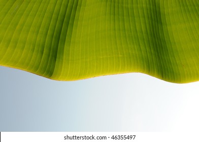 Green Plantain Leaf With Wavy Clear Venations.