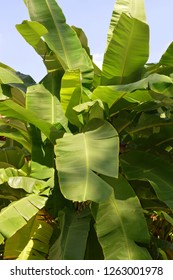 green plantain tree