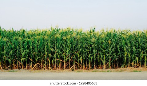 Green Planting Field Of Corn Farm With Flower Blooming Beside Countryside Road