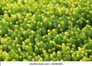 Green plants background