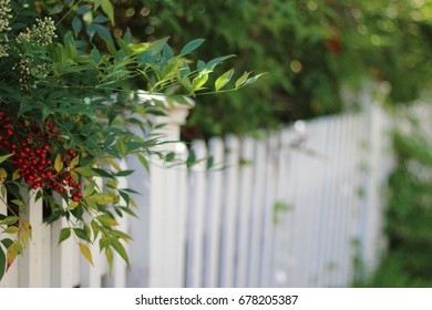Green plants and berries hanging on white picket fence