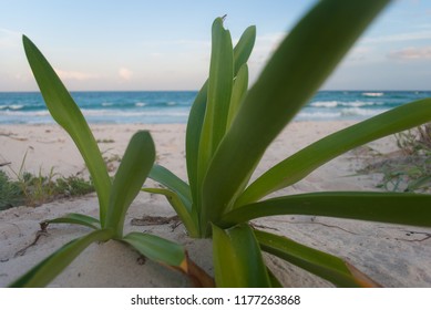 green plants and blue caribbean ocean in a mexican beach, Xcacel