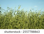 Green plants and blue skies. Tall marsh grass. Sedge in summer. Long stems of plants.