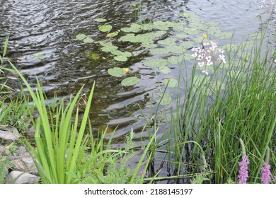 Green plants by water pond