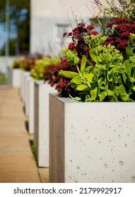 Green Plants In Concrete Flower Pot Close Up.