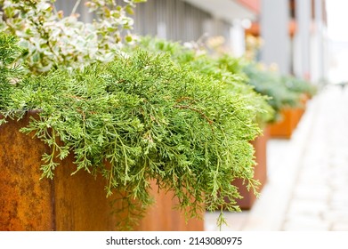 Green plants in corten flower pot close up.