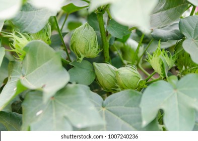 green plants of cotton