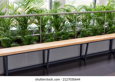 Green Plants And An Empty Vacant Corporate Office Waiting Room Wooden Bench, Corridor Seating Closeup, Nobody. Contemporary Green Eco Modern Business Building Interior Detail Background, No People