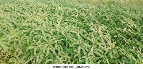 Green Plants Ever Seen In Fields