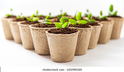 Green plants in fiber pots on white background. Ecologic biodegradable material concept.