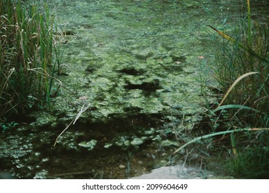 Green Plants Float Like Oil Paintings On The Calm Still Water