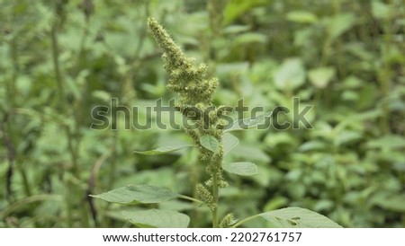 Green plants and flowers of Amaranthus powellii also known as Powells, pigweed, smooth, Green amaranth. Background image.