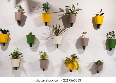 Green plants and flowers grow in colored flower pots. The wall is filled with hanging pots