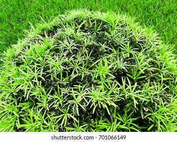green plants form textured effect for graphic resource