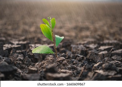 Green plants grew in dry cracked earth. Dry lake or swamp in the process of drought and lack of rain, a global natural disaster. Seedlings are growing from arid soil .concept of global warming.
