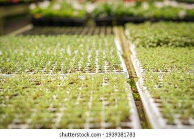 Green Plants Growing Fast In The Summer