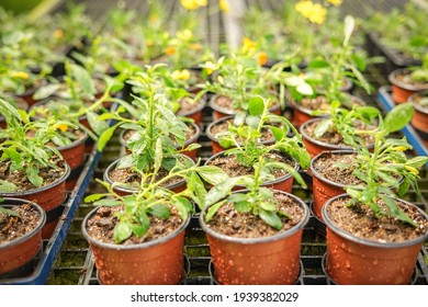 Green Plants Growing Fast In The Summer