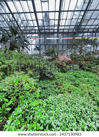 Green plants grows in greenhouse. Cultivation and protection of rare plant species listed in the Red Book. Green trees in hothouse, environmental safety and reliability. High quality photo