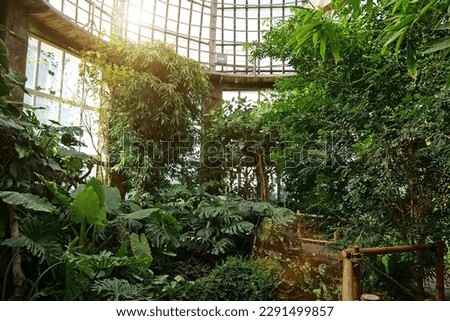 Green plants grows in hothouse. Sun shines on plants. Photosynthesis in plants. Breeding new plant varieties. Protection of rare plant species. Healthy green trees, agriculture scientific research