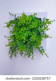 The green plants hanging on the wall create a refreshing and vibrant atmosphere, bringing a touch of nature indoors. The lush foliage adds a pop of color and a calming presence to any space, close up.