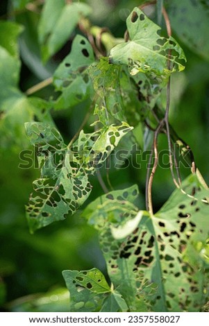 Green plants leaves damaged by insects