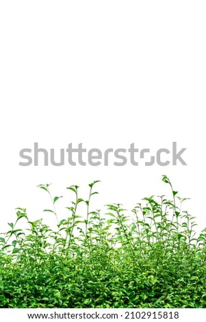 Similar – cress forest Cress Grass