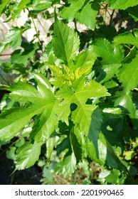 A green plants with a light green leafy texture type is a house ornamental plant.