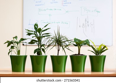 Green Plants At The Office Table