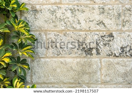 Green plants on the background of a wall of Jerusalem stone.