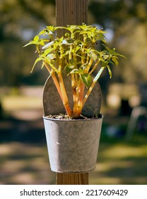 Green Plants On A Post Mounted Metal Outdoor Planter