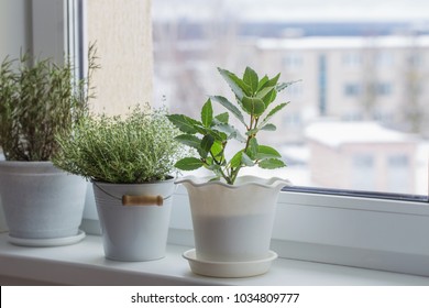 Green Plants On The Windowsill In Winter