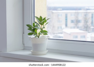 green plants on the windowsill in winter - Powered by Shutterstock