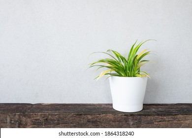 Green plants on wooden shelf with copy space