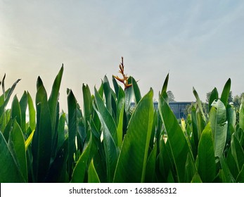 Green Plants With Overexposed Lighting In The Morning