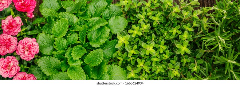 Green Plants And Pink Flowers In Kitchen Herb Garden, Top View, Banner. Living Wall Green Floral Backdrop.