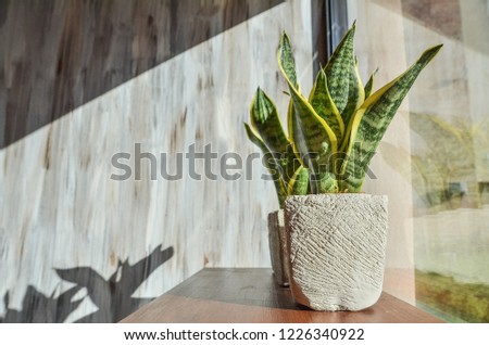 Green plants in pots on grey grunge background