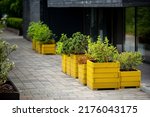 Green plants and shrubs growing in yellow wooden container flower pots on city street, outdoors planting landscaping. Floral decoration in public space