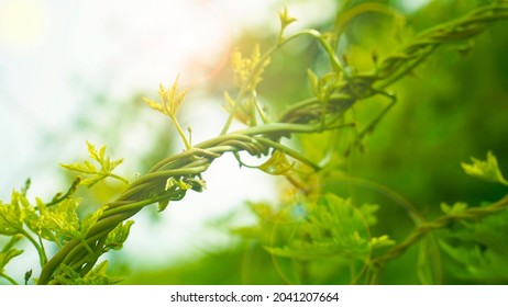 Green Plants With Spiral Shape Stem, Green Leaf Pant Growing Plant Leafs, Alamo Vine Plant Leafs Sun Glare