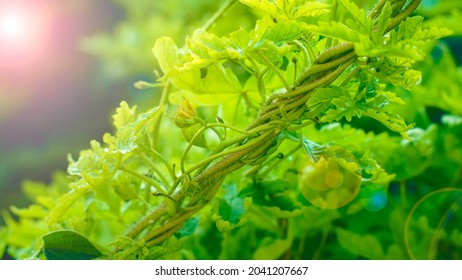 Green Plants With Spiral Shape Stem, Green Leaf Pant Growing Plant Leafs, Alamo Vine Plant Leafs Sun Glare