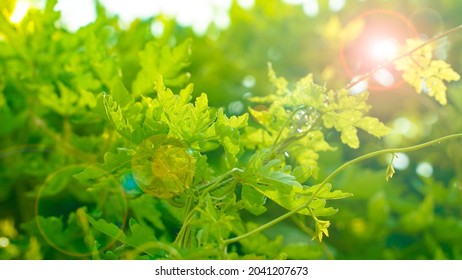 Green Plants With Spiral Shape Stem, Green Leaf Pant Growing Plant Leafs, Alamo Vine Plant Leafs Sun Glare