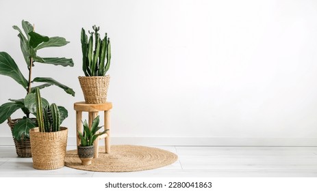 green plants in wicker pots on round carpet on white wall background with copy space in living room with bohemian interior, home decor concept - Shutterstock ID 2280041863