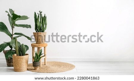 green plants in wicker pots on round carpet on white wall background with copy space in living room with bohemian interior, home decor concept