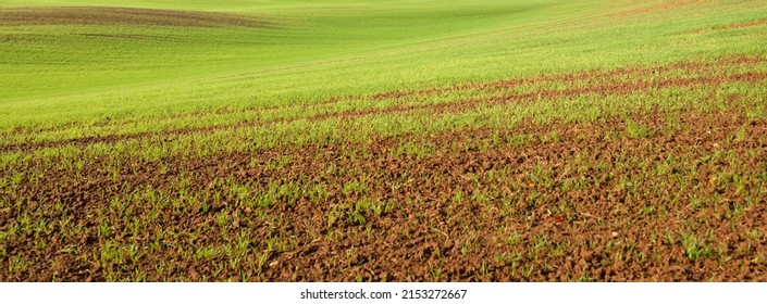 Green plowed agricultural field with tractor tracks at sunrise, close-up. Golden light, fog, haze. Picturesque autumn landscape. Rural scene. Abstract natural pattern, texture, background, wallpaper