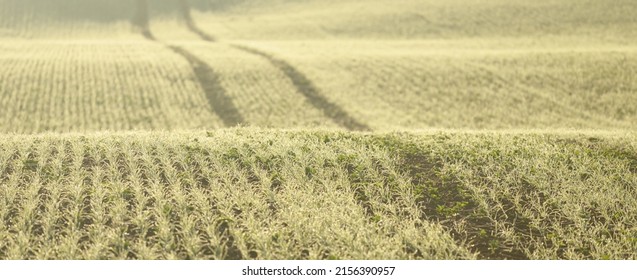 Green plowed agricultural field with tractor tracks at sunrise, close-up. Golden light, fog, haze. Picturesque autumn landscape. Rural scene. Abstract natural pattern, texture, background, wallpaper