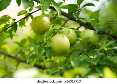 Green Plum