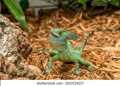 3,103 Lizard running Images, Stock Photos & Vectors | Shutterstock