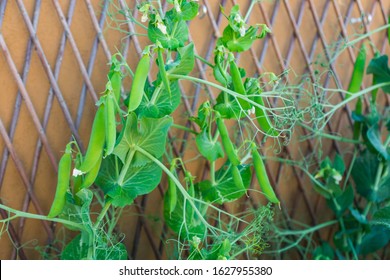 Green Pods Of Organic Heirloom Sweet Peas Climbing Up The Trellis, Lathyrus Odoratus Plant Growing On A Balcony As A Part Of Urban Gardening Project, Seen On A Sunny Summer Day In Trento, Italy