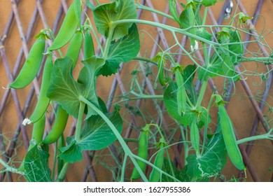 Green Pods Of Organic Heirloom Sweet Peas Climbing Up The Trellis, Lathyrus Odoratus Plant Growing On A Balcony As A Part Of Urban Gardening Project, Seen On A Sunny Summer Day In Trento, Italy