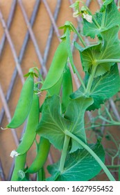 Green Pods Of Organic Heirloom Sweet Peas Climbing Up The Trellis, Lathyrus Odoratus Plant Growing On A Balcony As A Part Of Urban Gardening Project, Seen On A Sunny Summer Day In Trento, Italy