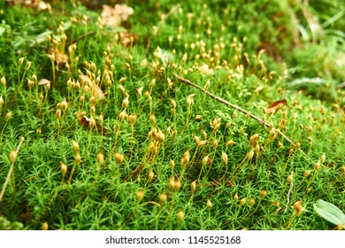 Green Polytrichum Commune